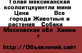 Голая мексиканская ксолоитцкуинтли мини › Цена ­ 20 000 - Все города Животные и растения » Собаки   . Московская обл.,Химки г.